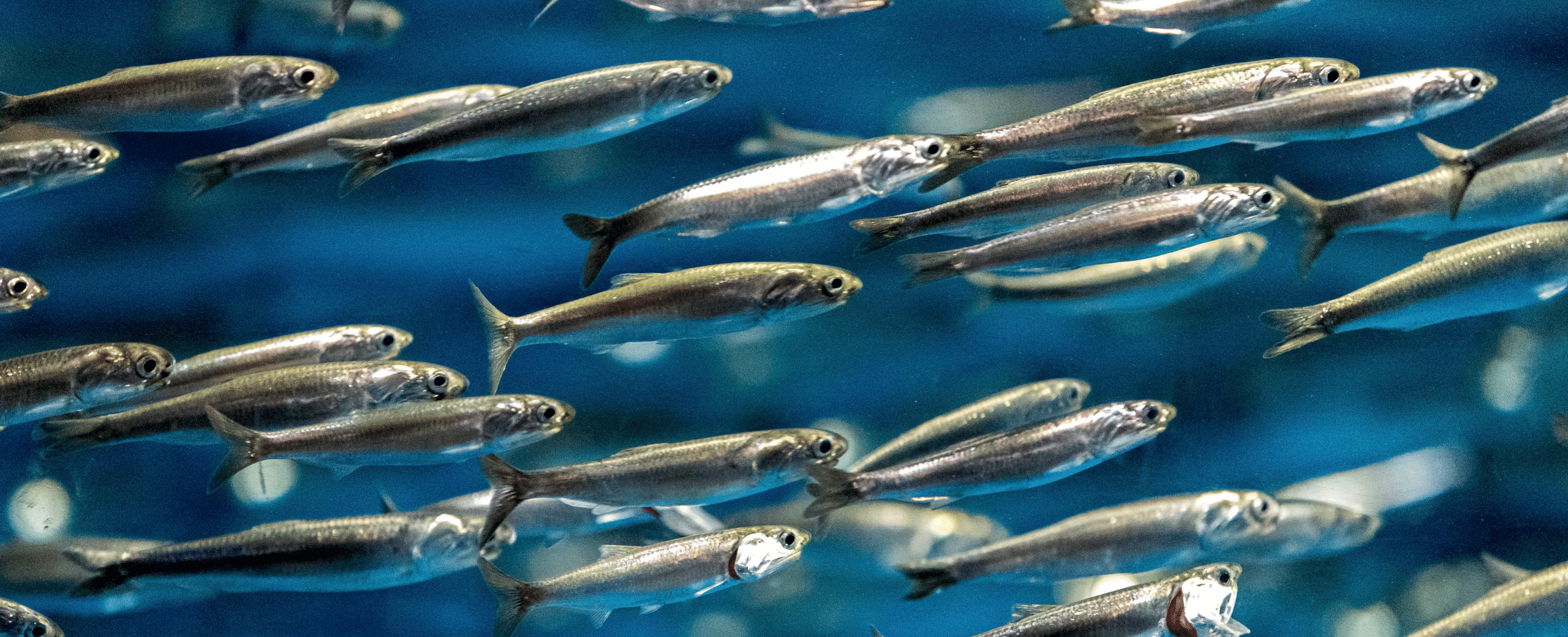 anchoveta