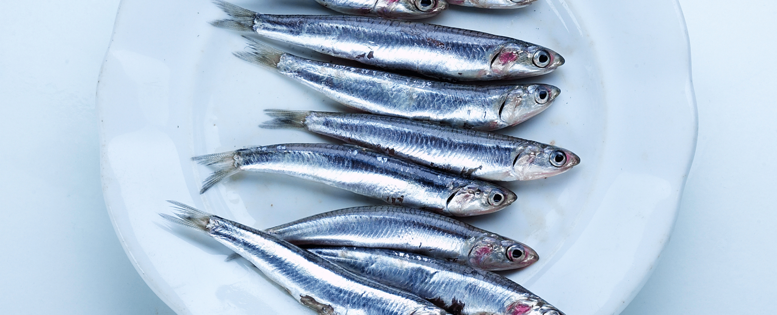 anchoveta